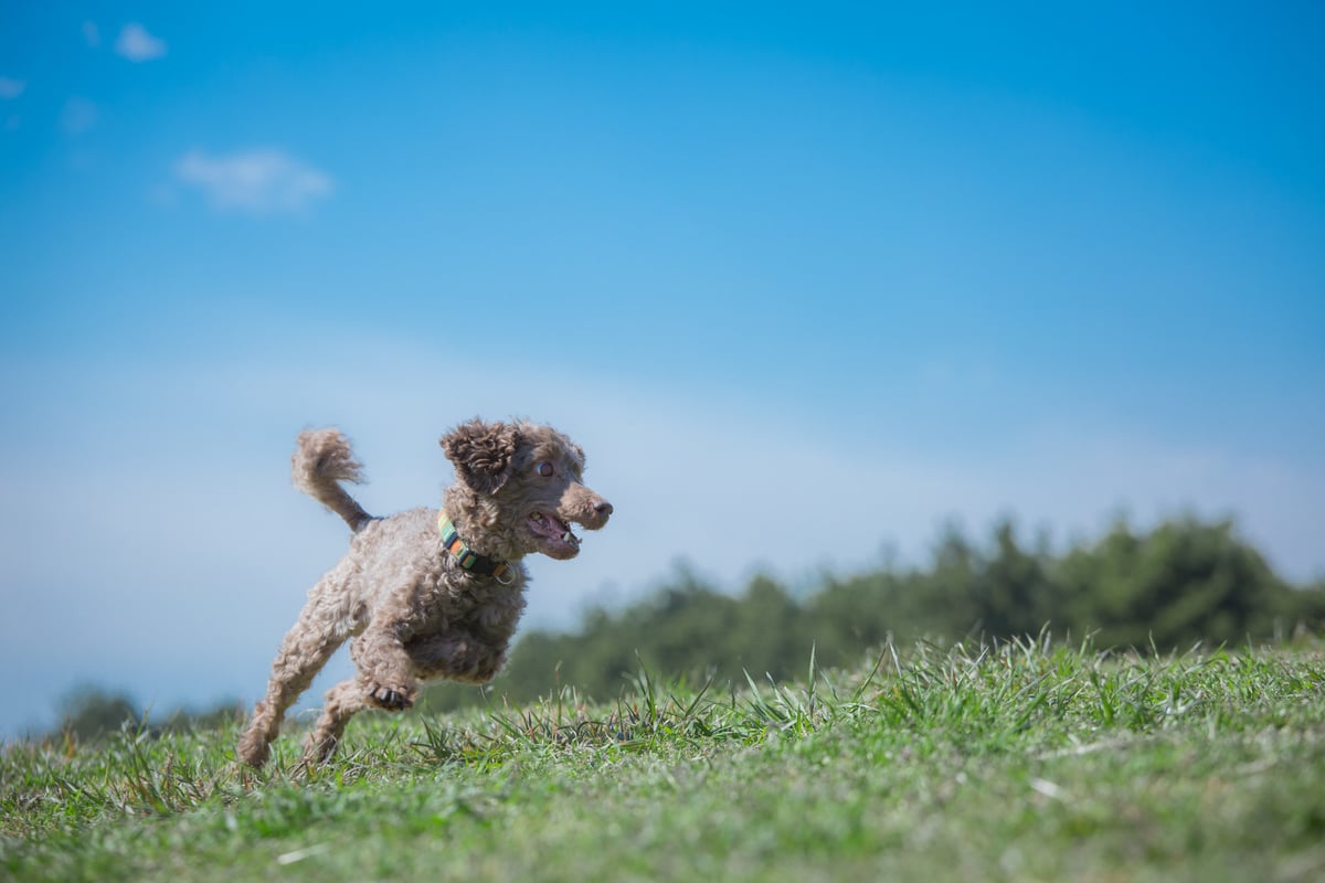 犬