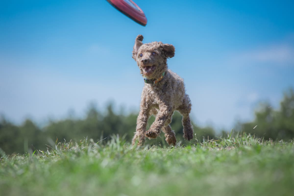 犬