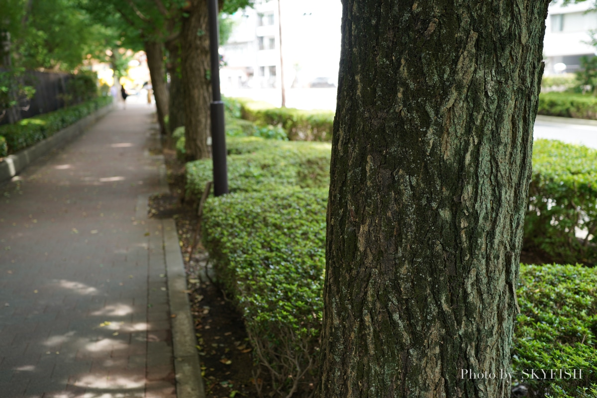 45mm F2.8 DG DN Contemporaryで撮影