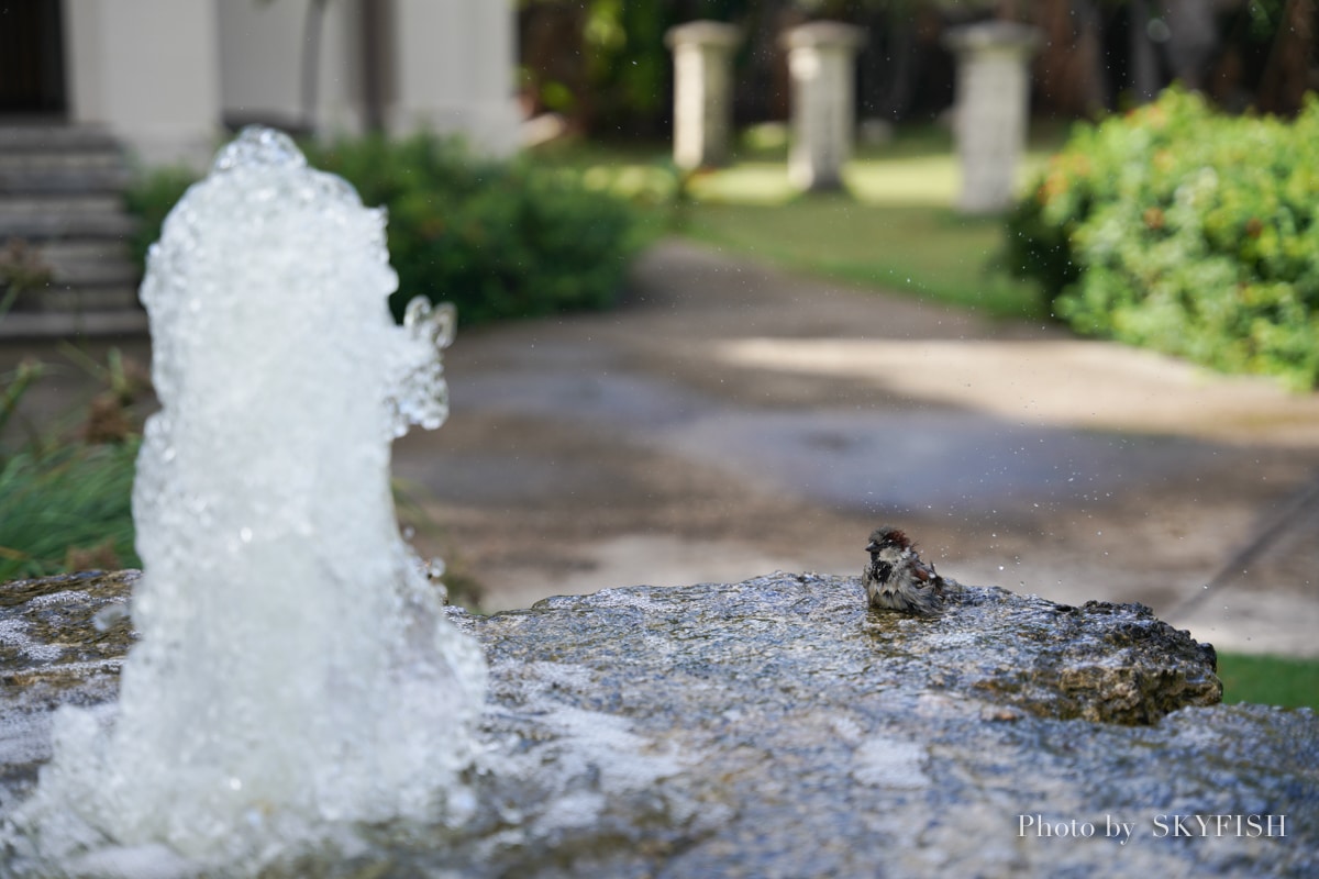 SIGMA 24-70mm F2.8 DG DN Art で撮影した写真