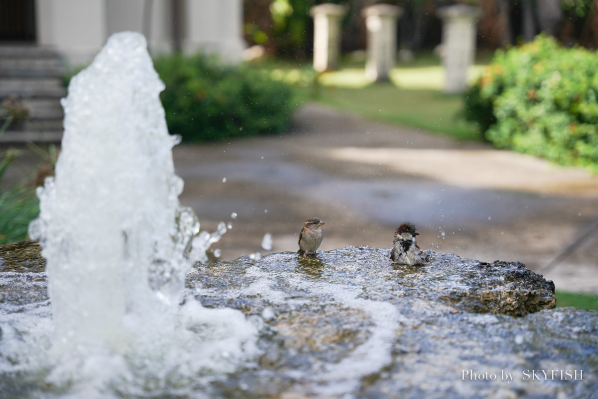 SIGMA 24-70mm F2.8 DG DN Art で撮影した写真