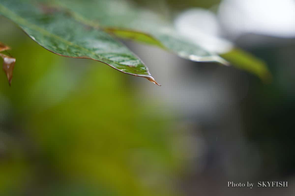 SIGMA 24-70mm F2.8 DG DN Art で撮影した写真