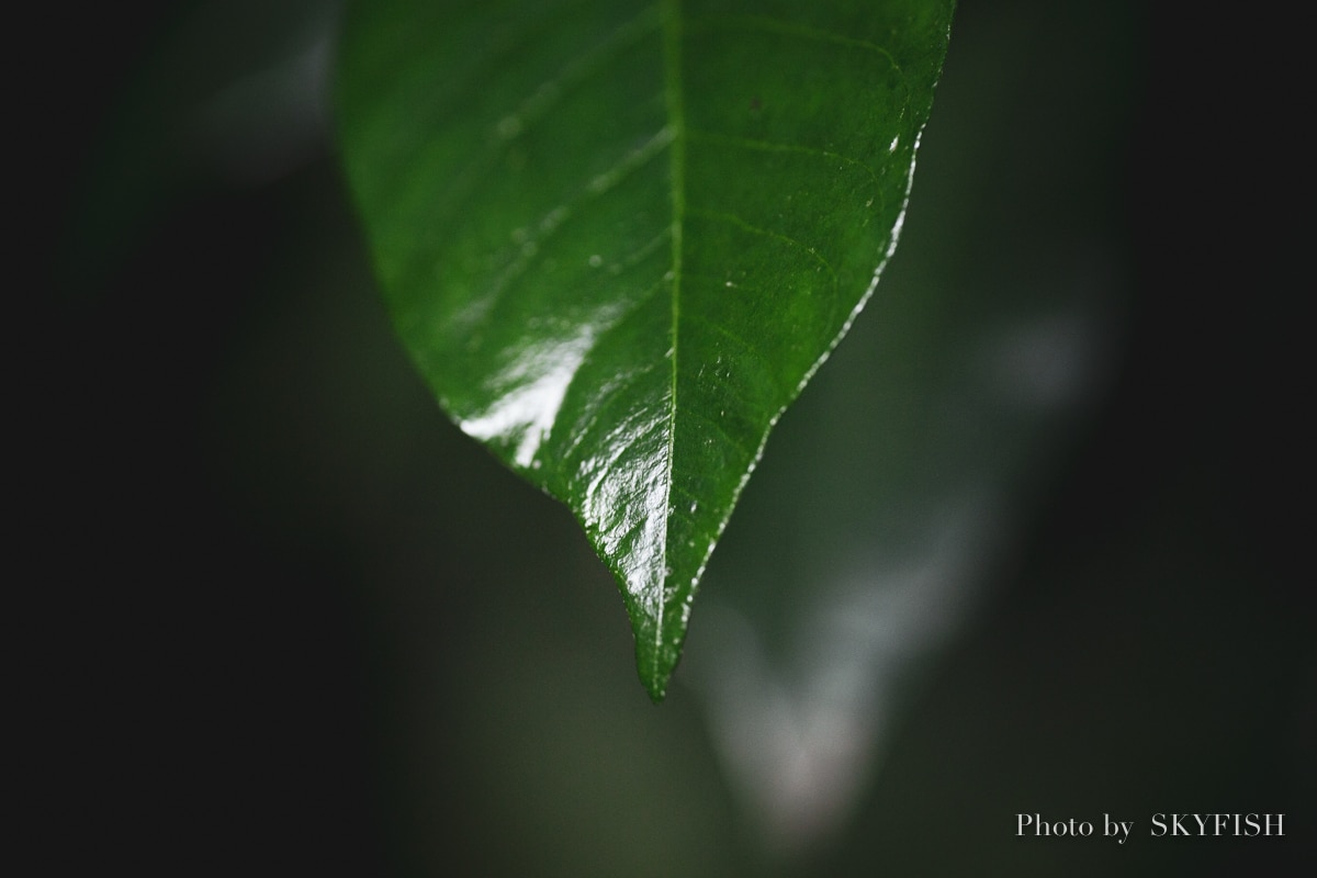 SIGMA APO MACRO 180mm F2.8 EX DG OS HSMの写真