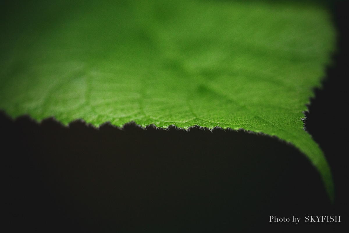 SIGMA APO MACRO 180mm F2.8 EX DG OS HSMの写真