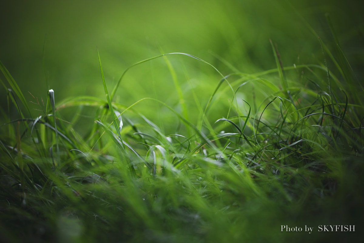 SIGMA APO MACRO 180mm F2.8 EX DG OS HSMの写真