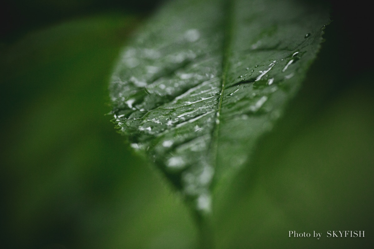 SIGMA APO MACRO 180mm F2.8 EX DG OS HSMの写真