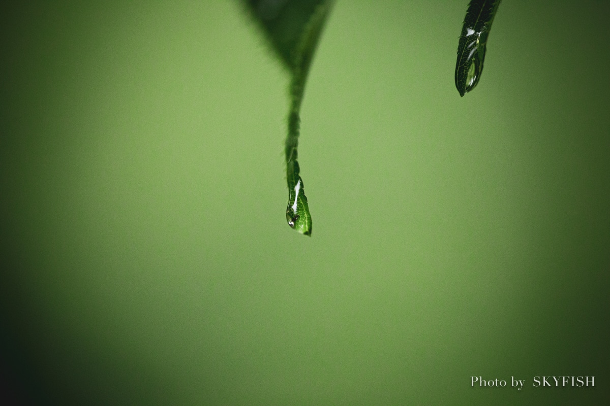 SIGMA APO MACRO 180mm F2.8 EX DG OS HSMの写真