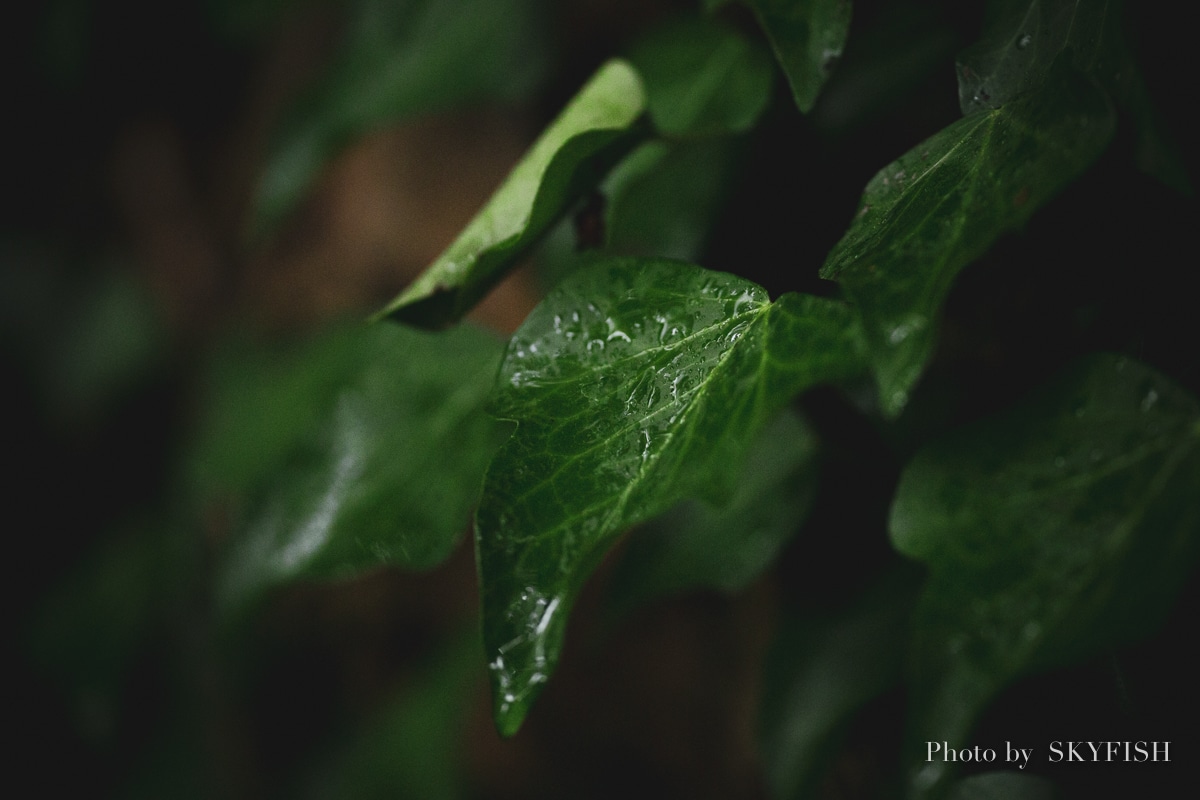 SIGMA APO MACRO 180mm F2.8 EX DG OS HSMの写真